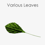 Various Leaves